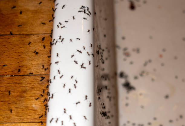 Best Local Pest Control Services  in Half Moon, NC