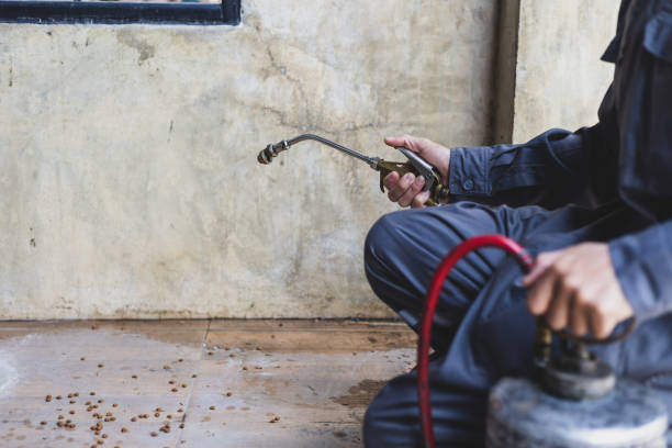Best Rat Extermination Near Me  in Half Moon, NC